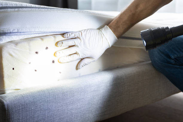 Best Flea Control Services  in North Corbin, KY