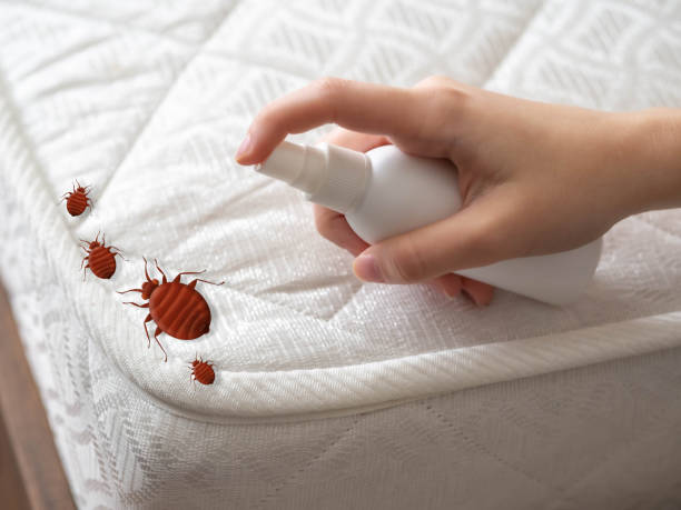 Best Affordable Pest Control Services  in North Corbin, KY
