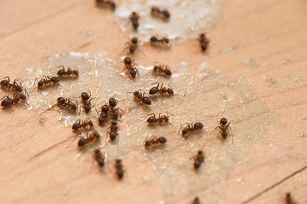 Best Pest Removal Services  in North Corbin, KY