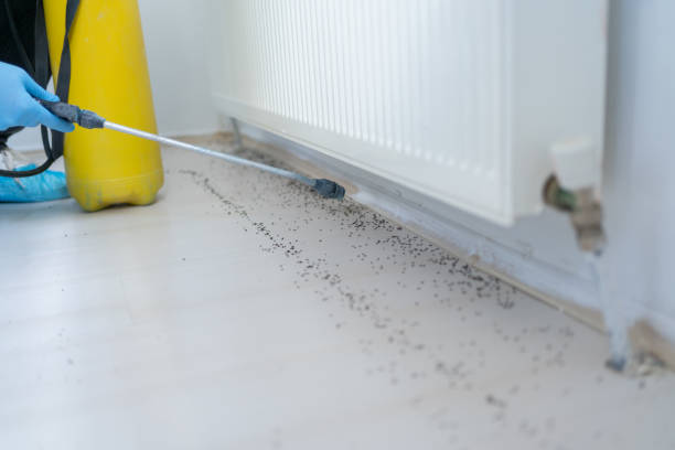 Best Pest Inspection Near Me  in North Corbin, KY
